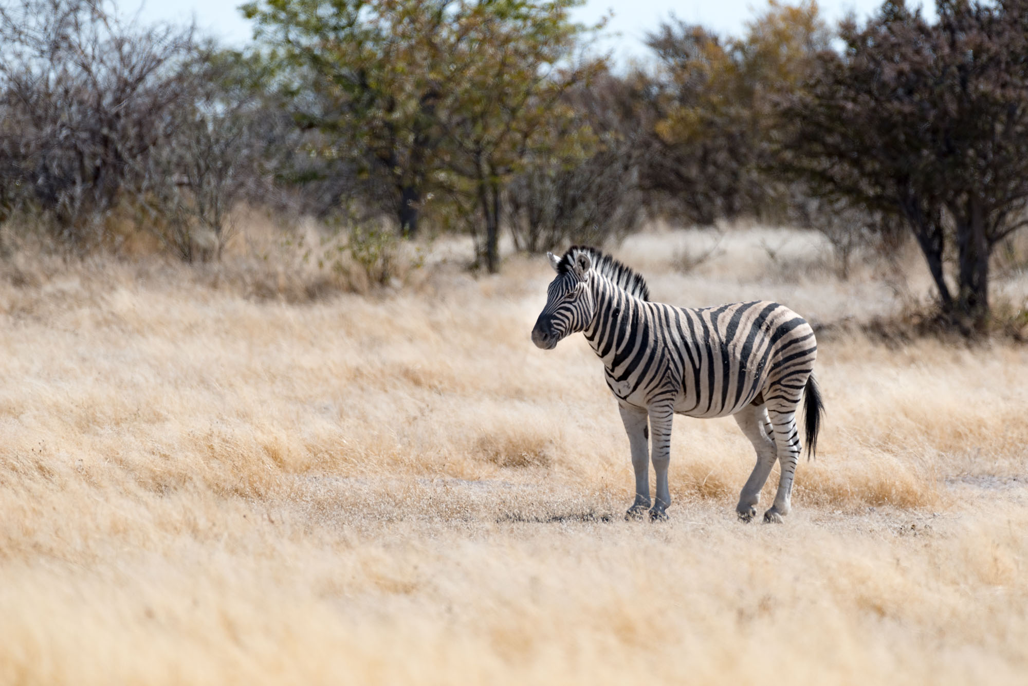 Etosha Park