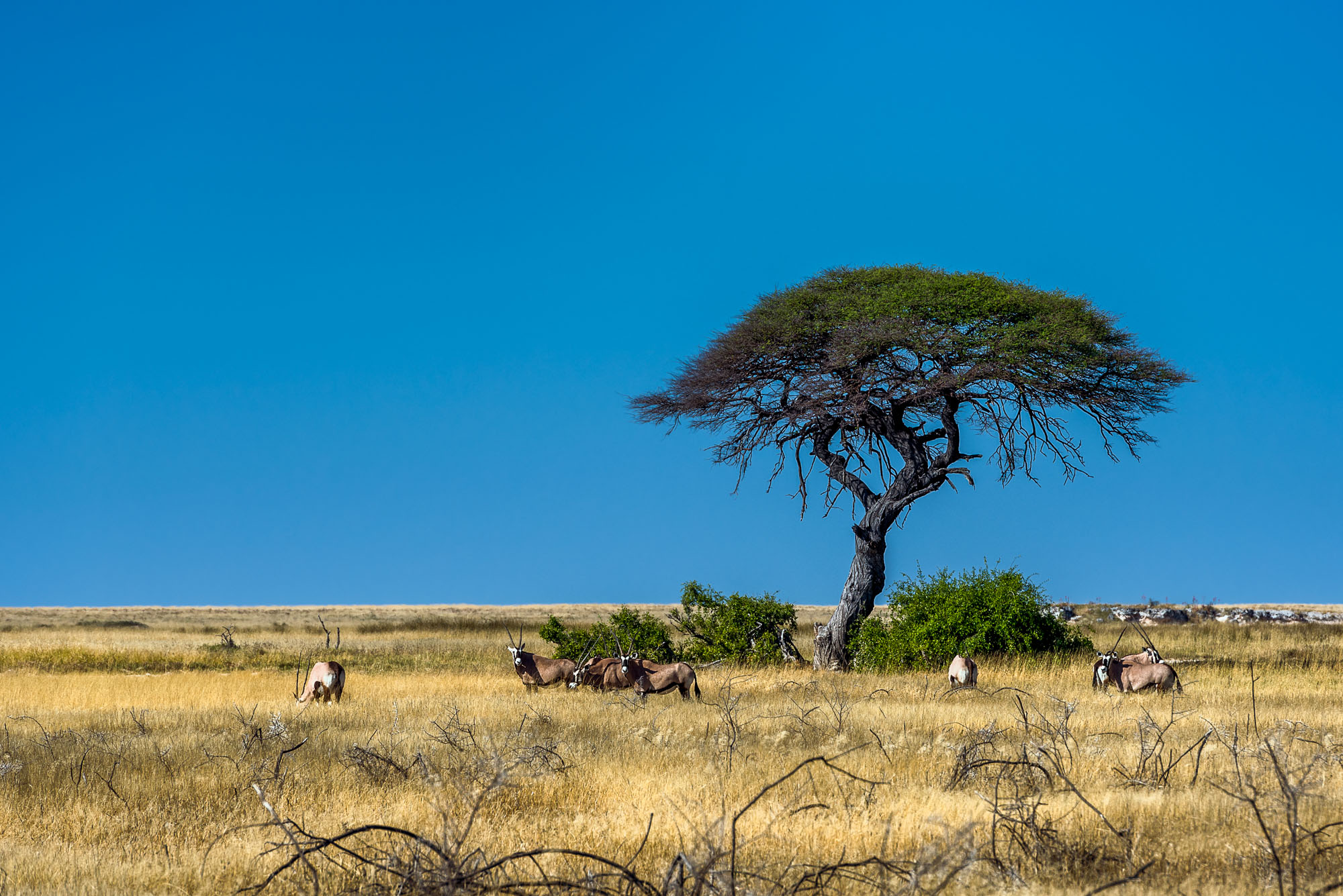 Etosha Park