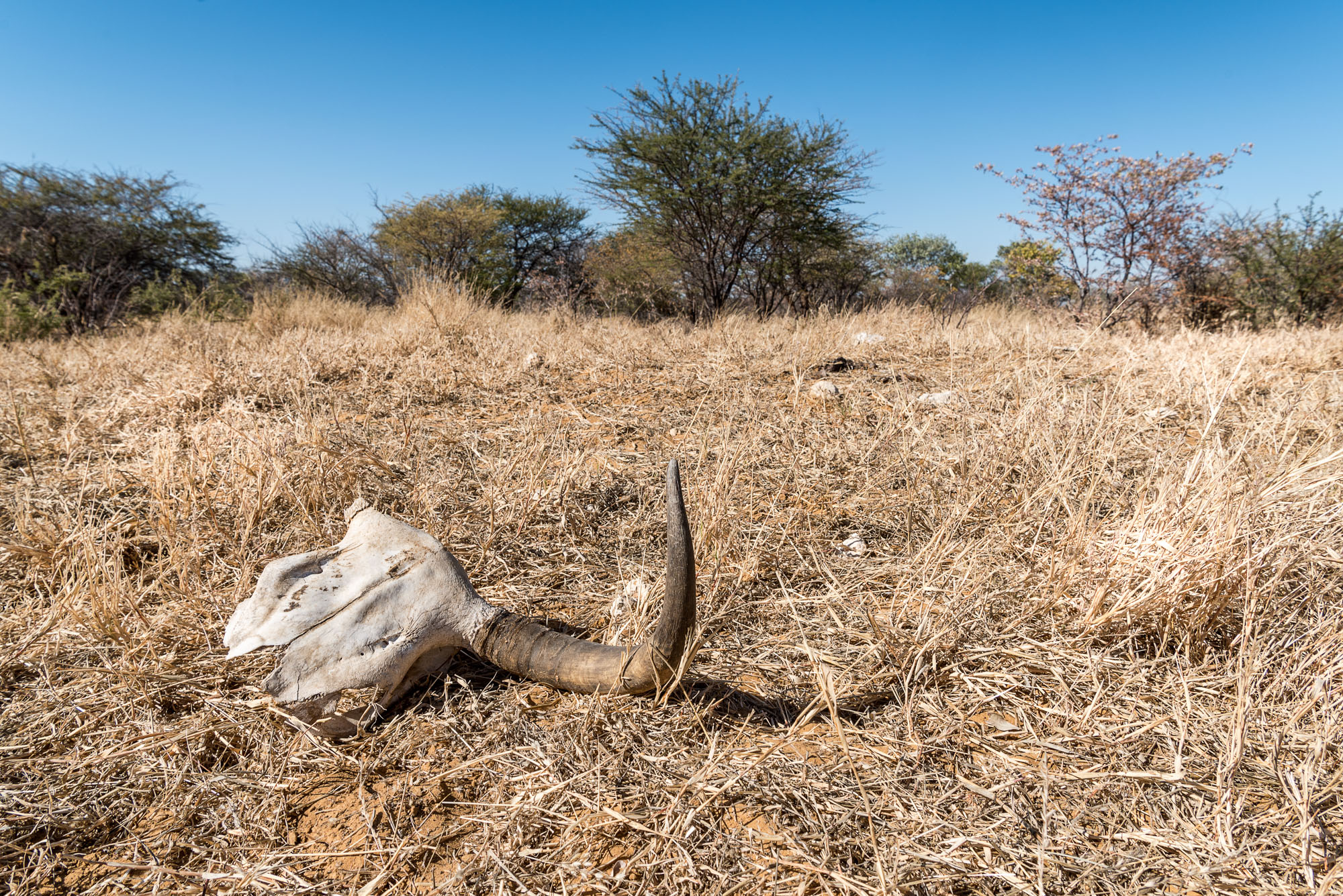 Etosha Park