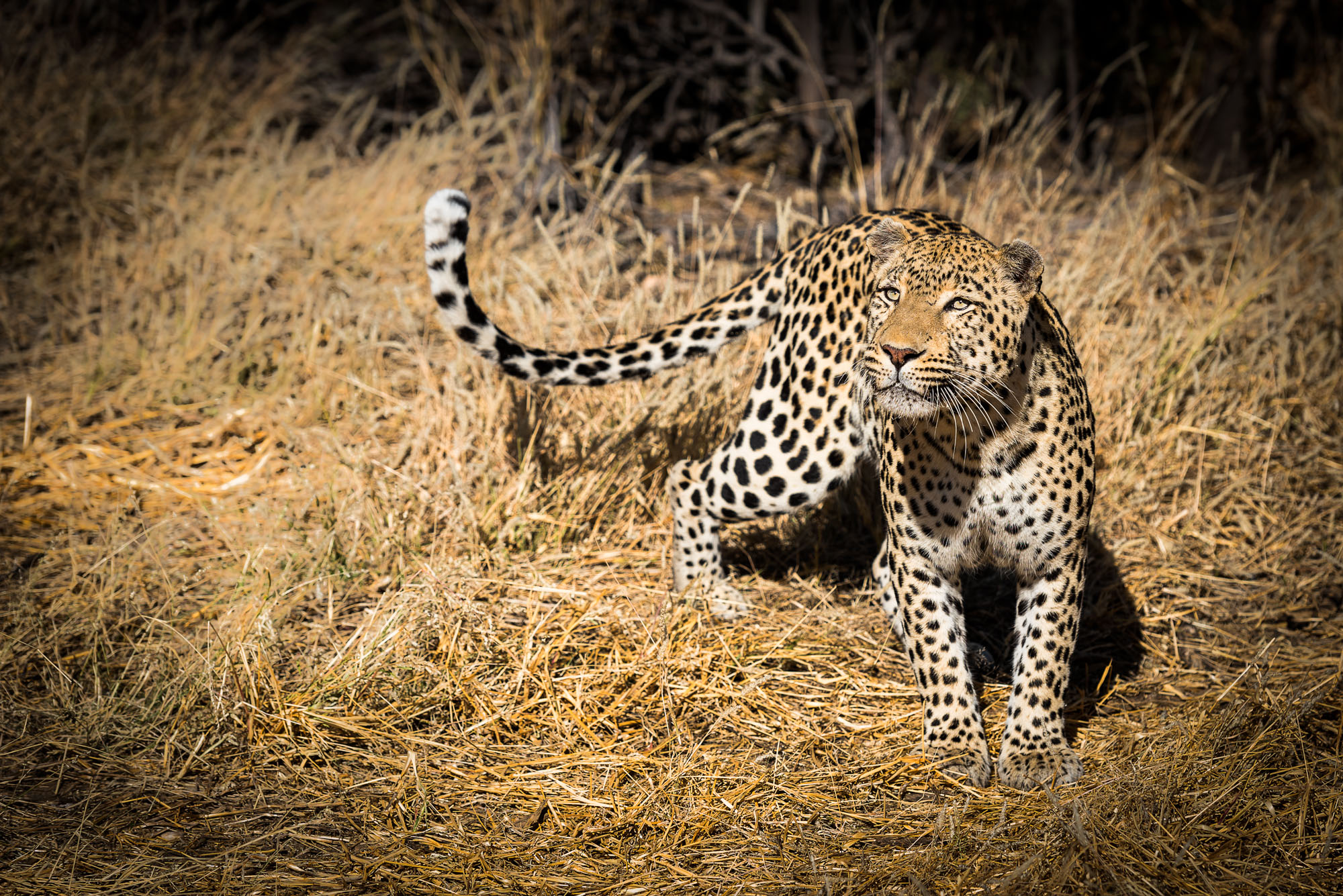 Etosha Park
