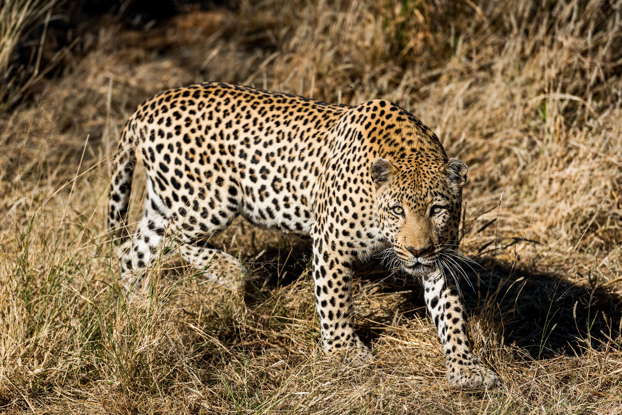 Etosha Park