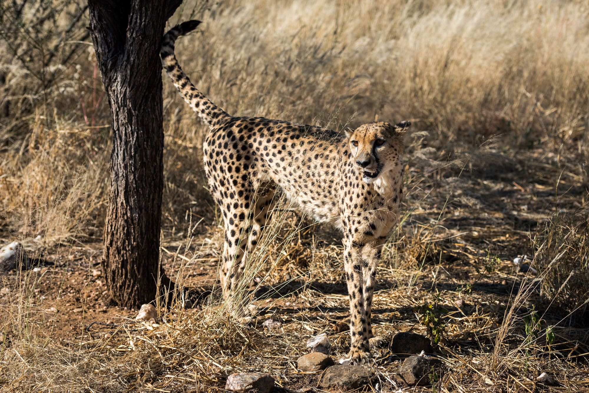 Etosha Park