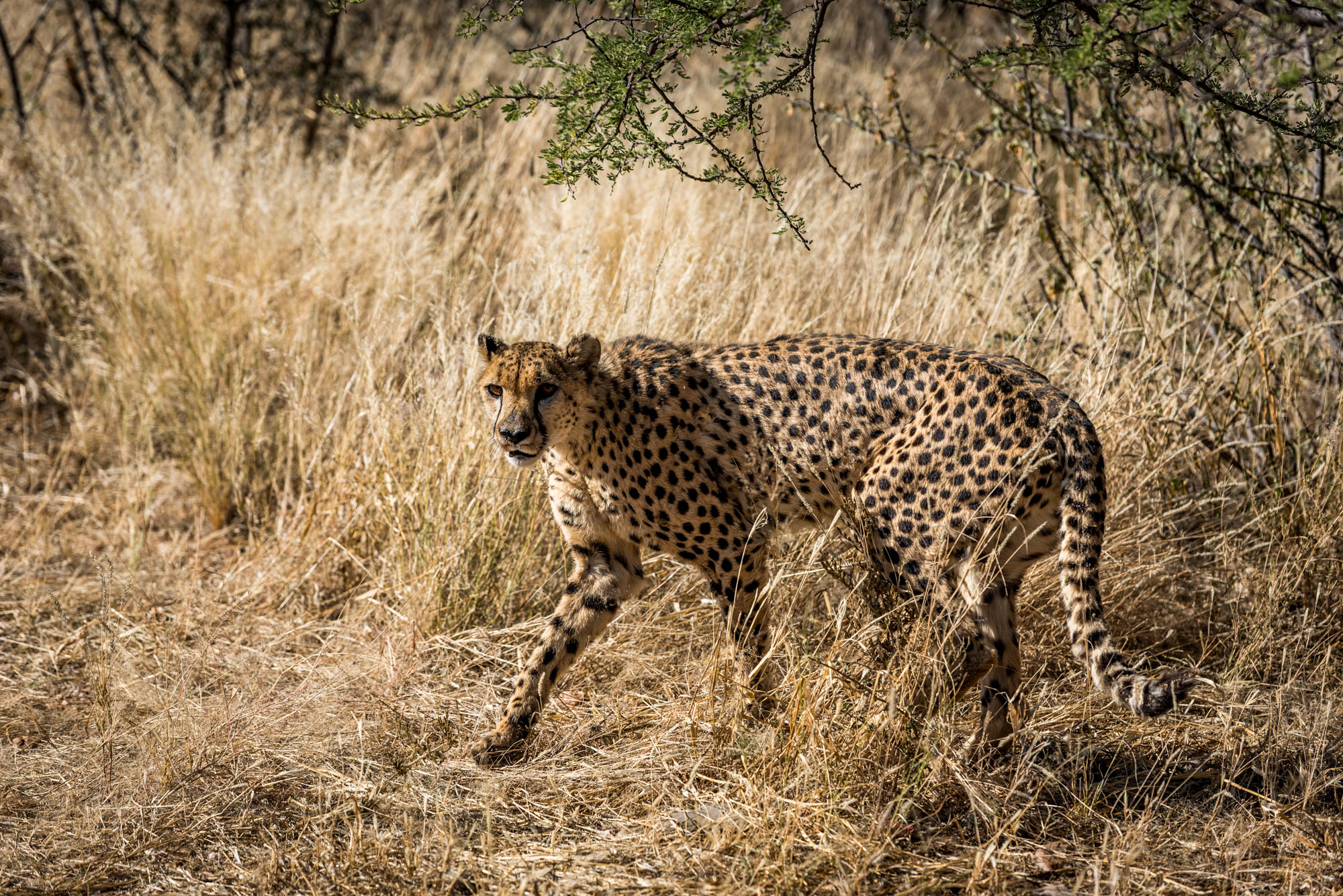 Etosha Park