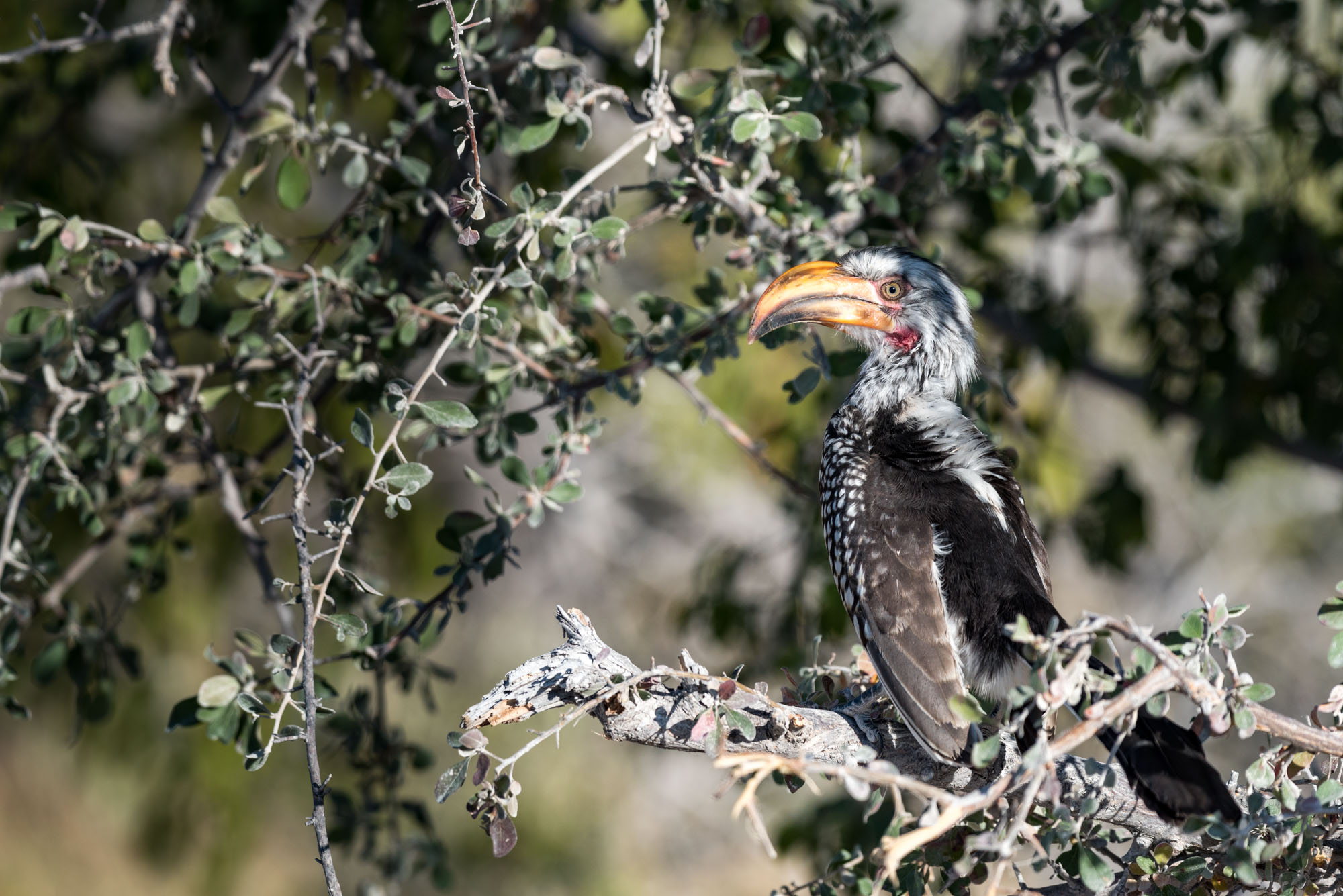 Etosha Park