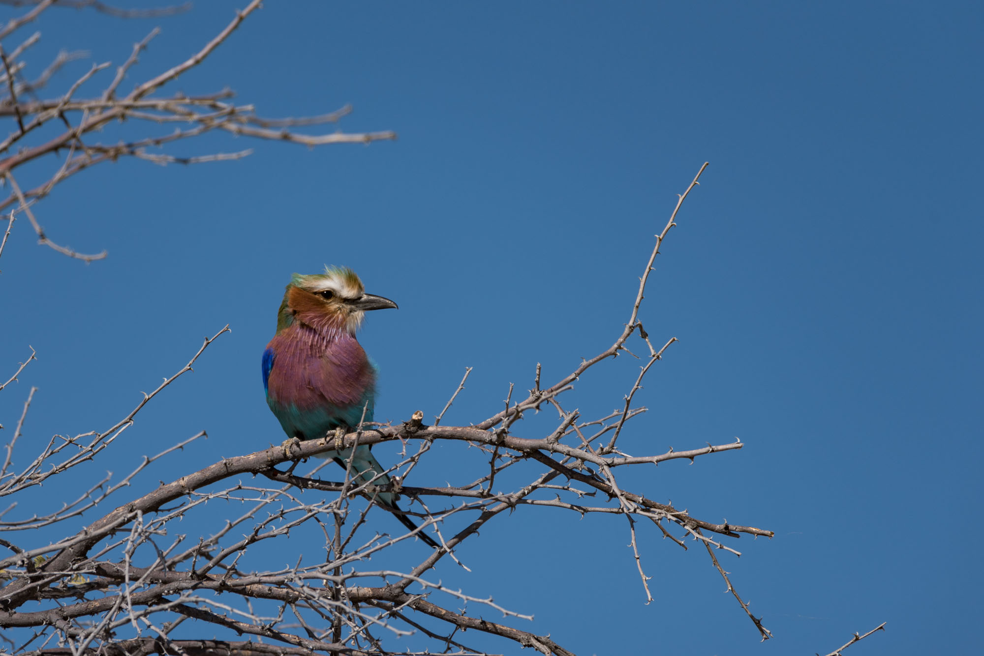 Etosha Park