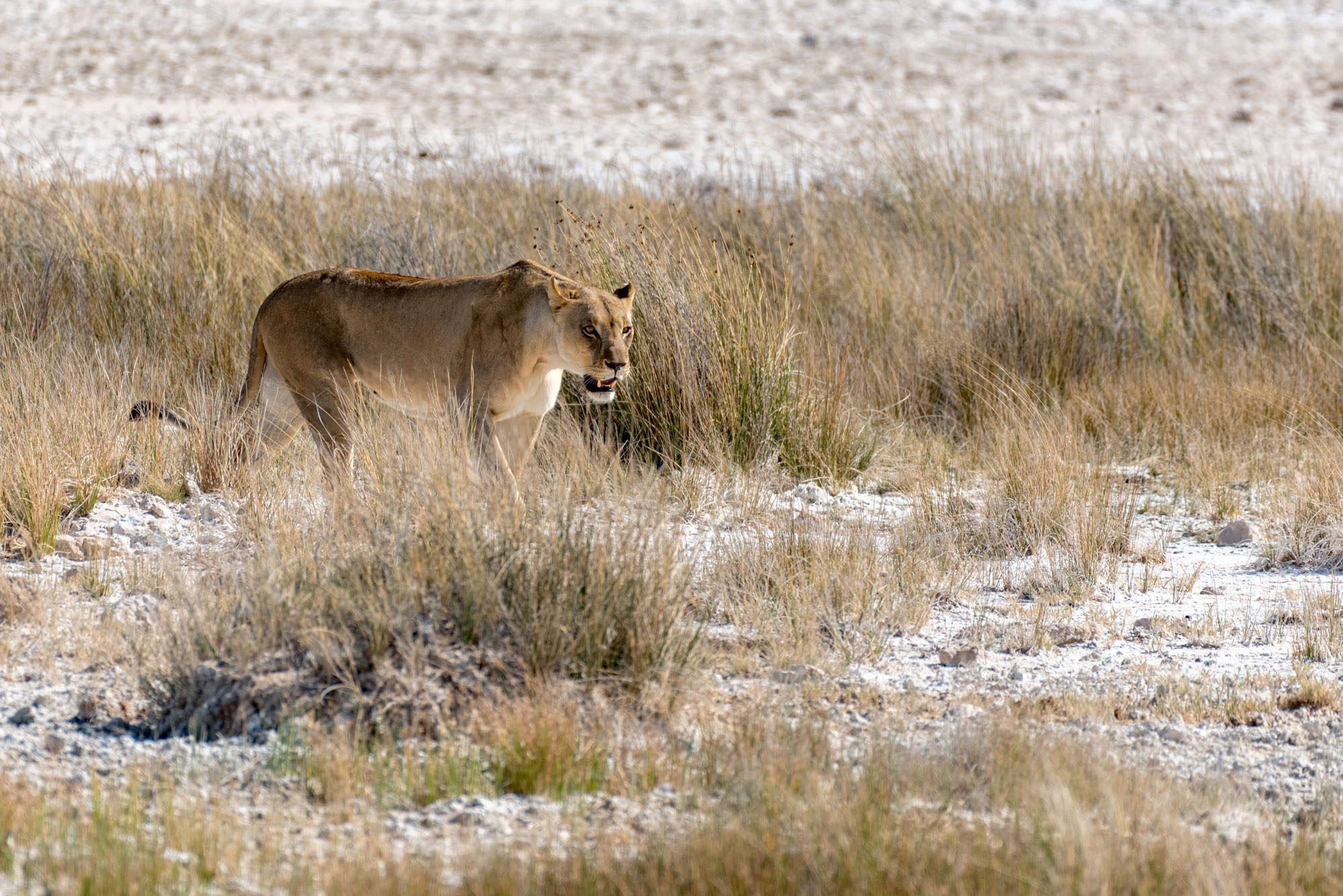 Etosha Park