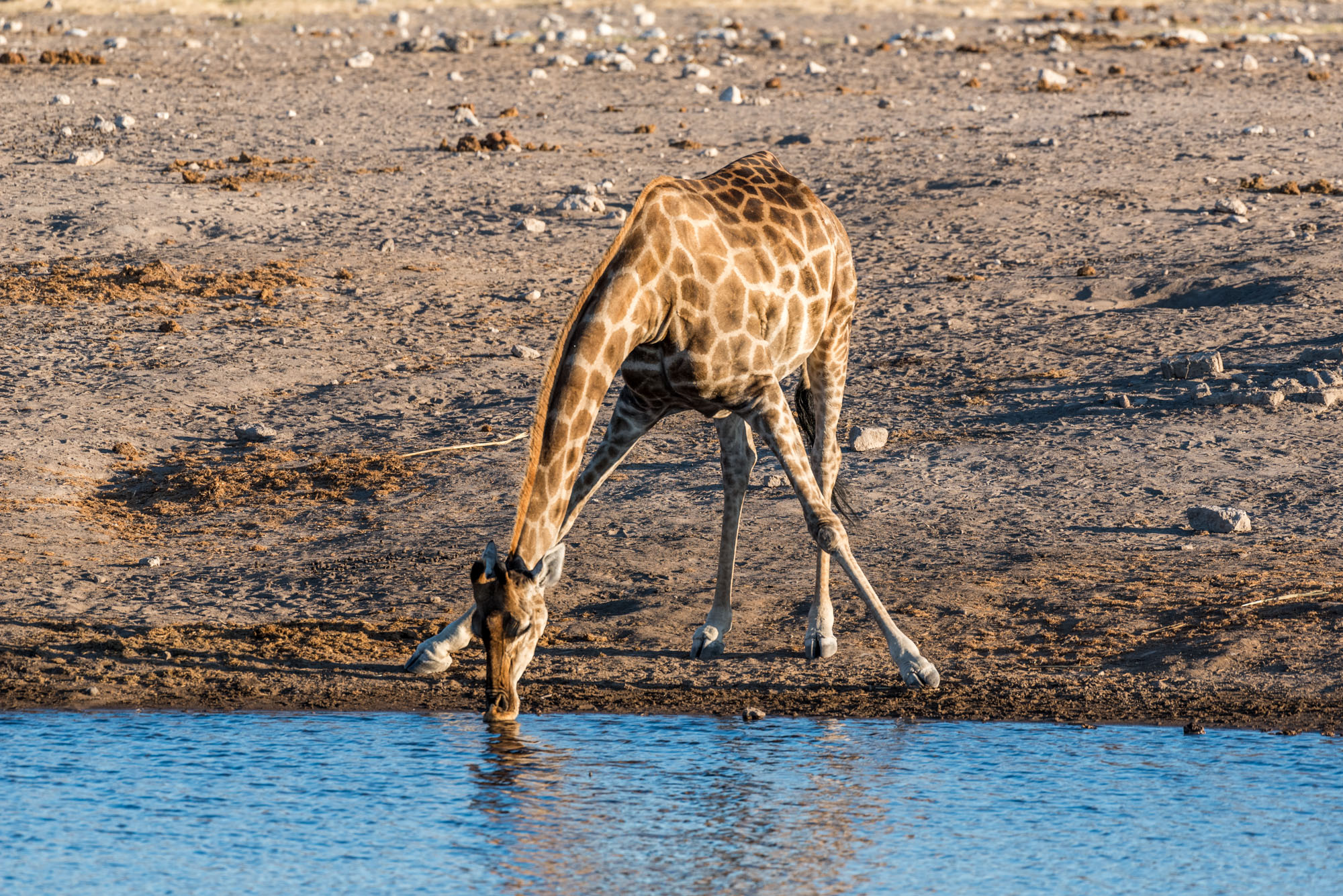 Etosha Park
