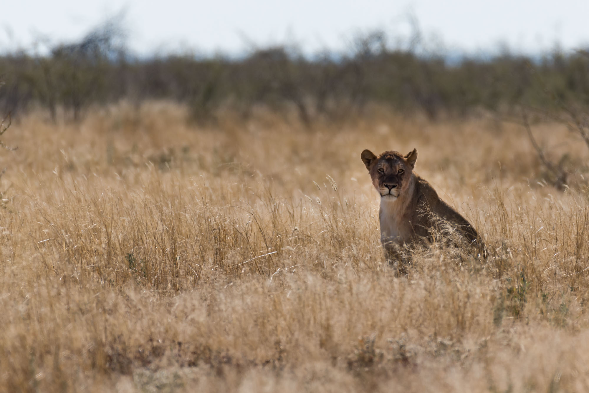 Etosha Park