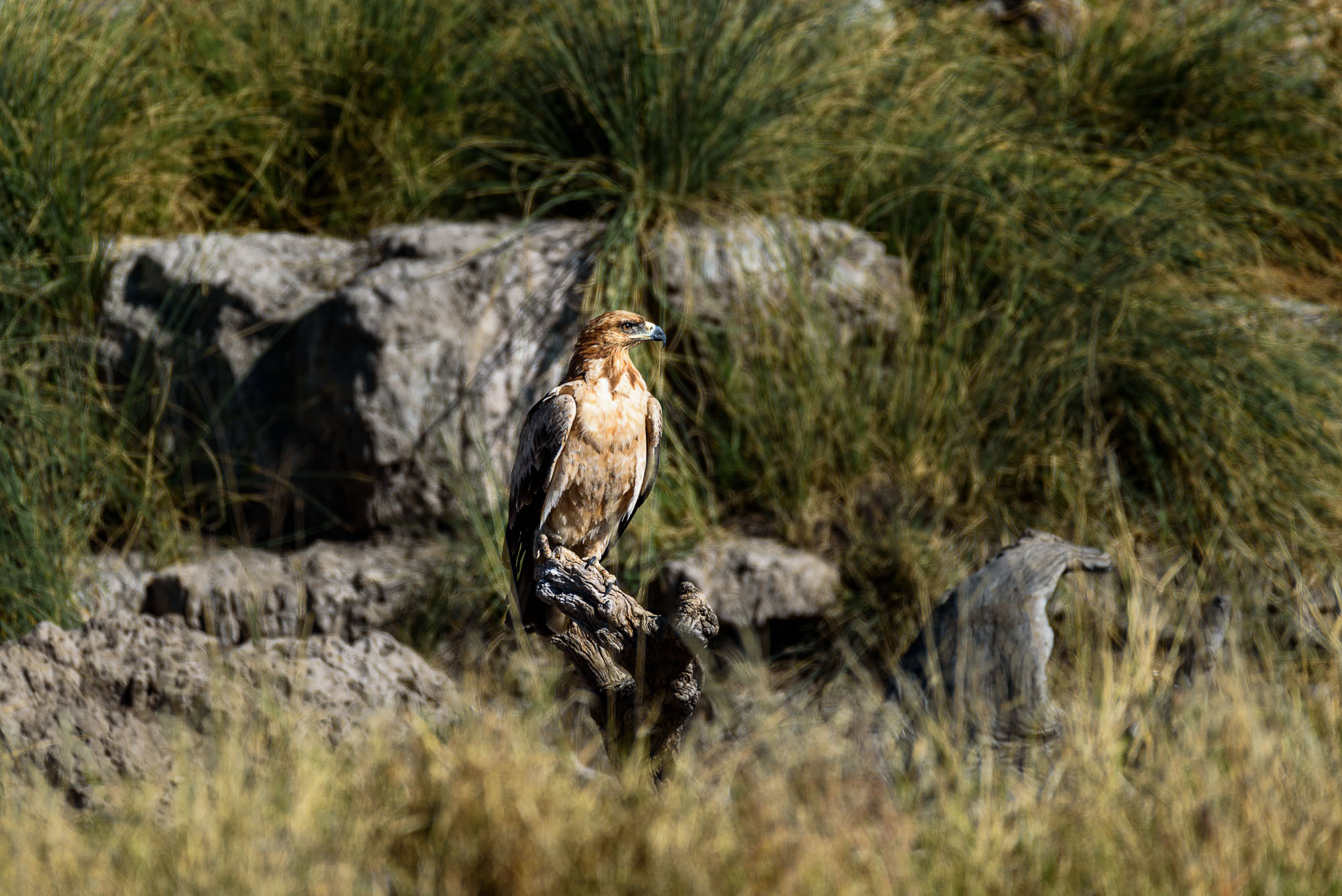 Etosha Park