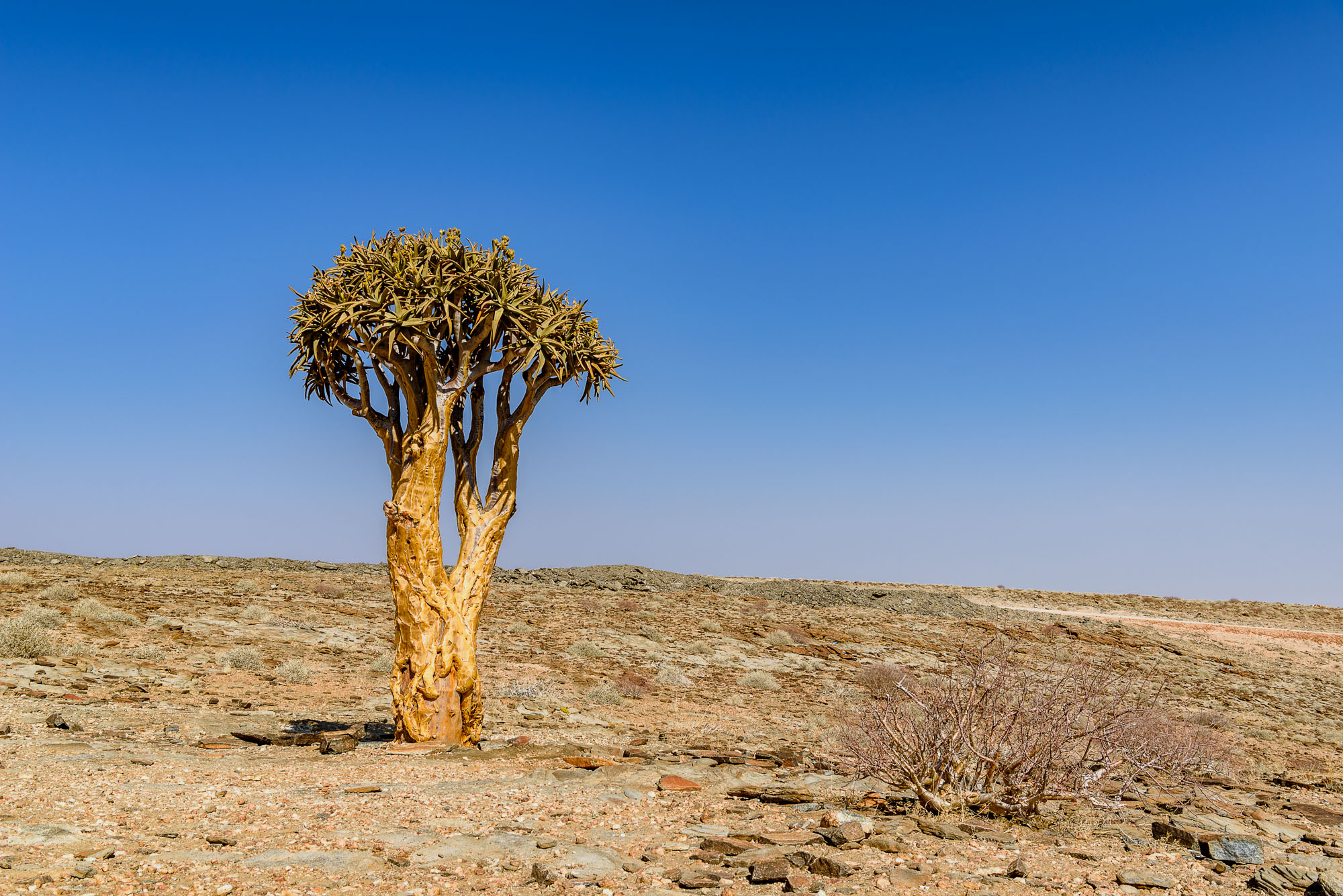 Namib Wüste