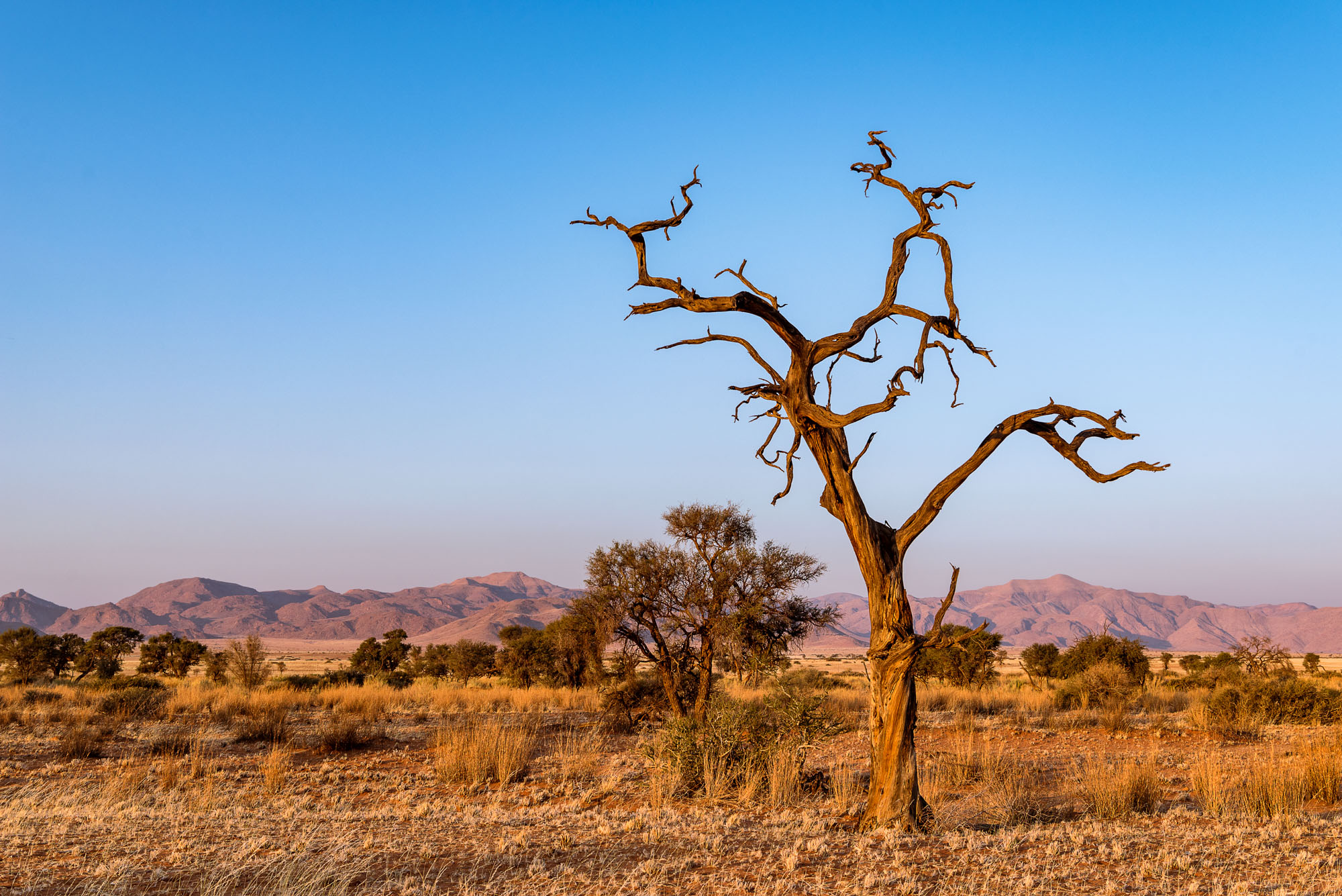 Namib Wüste