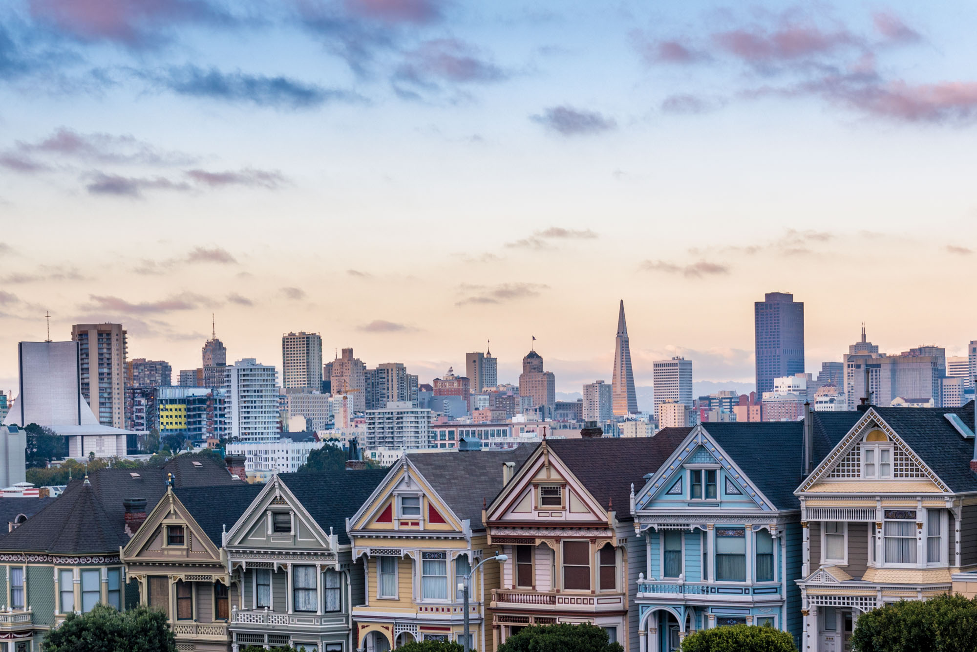 Painted Ladies