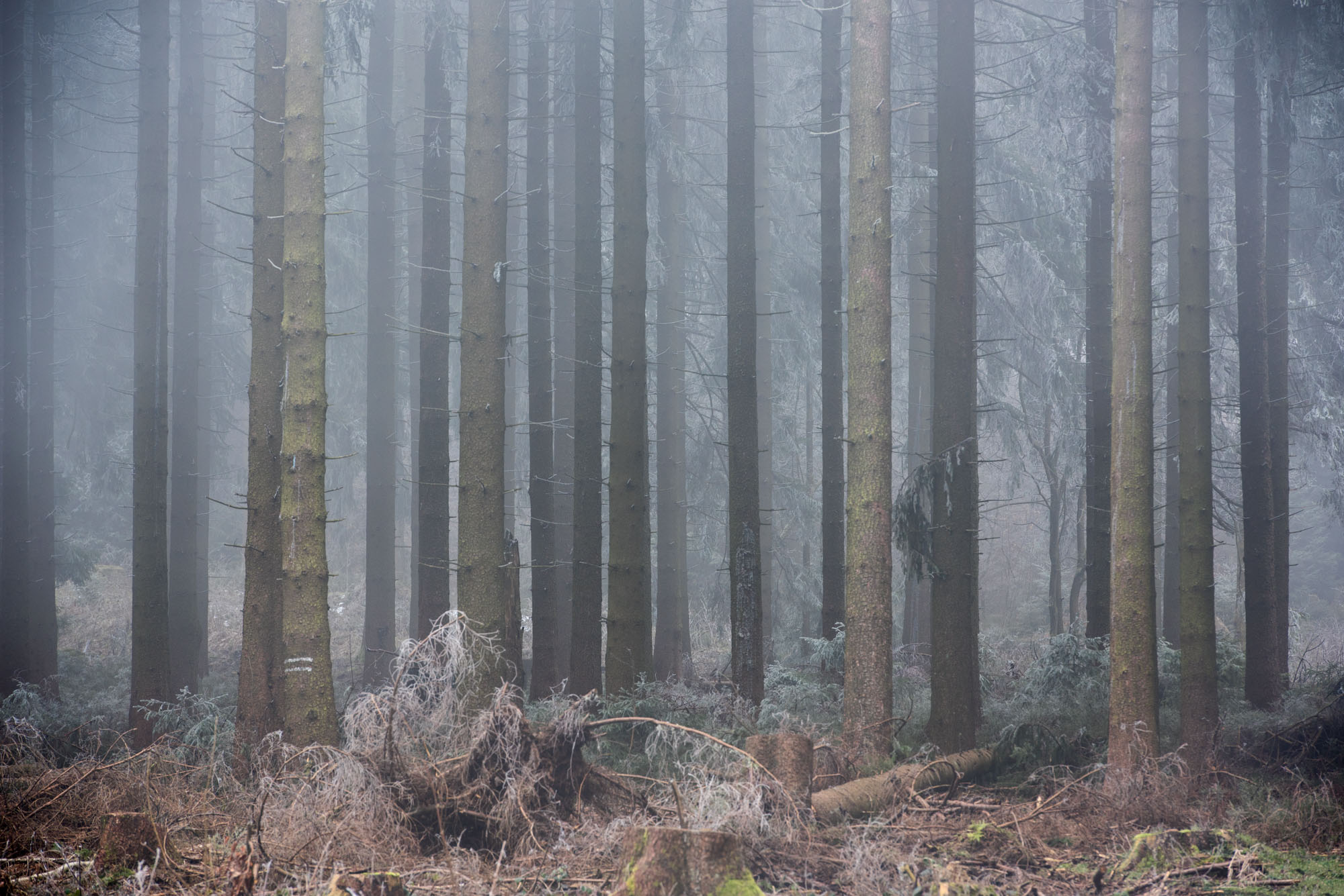 Harz