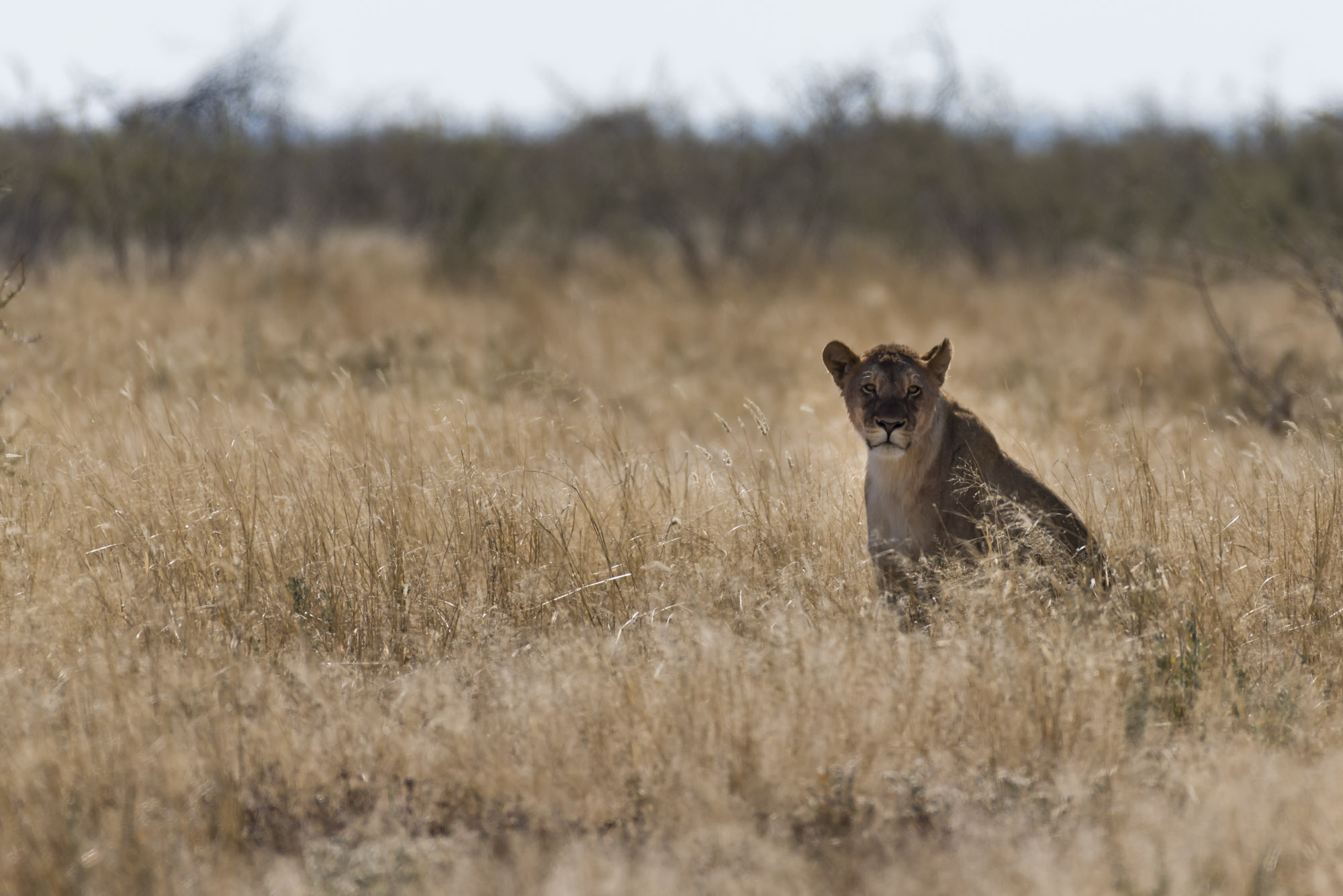 Etosha National Park