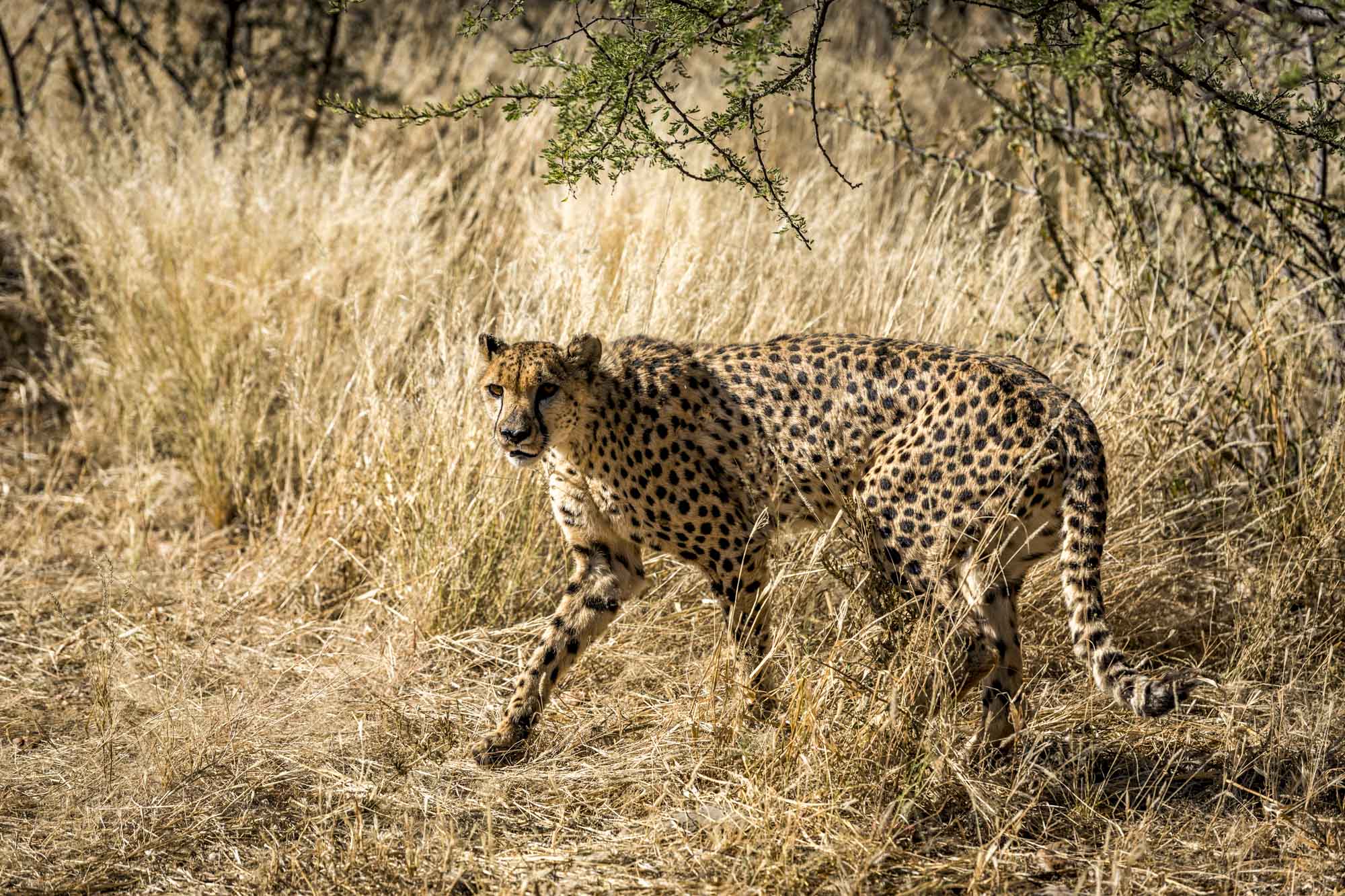 Gepard