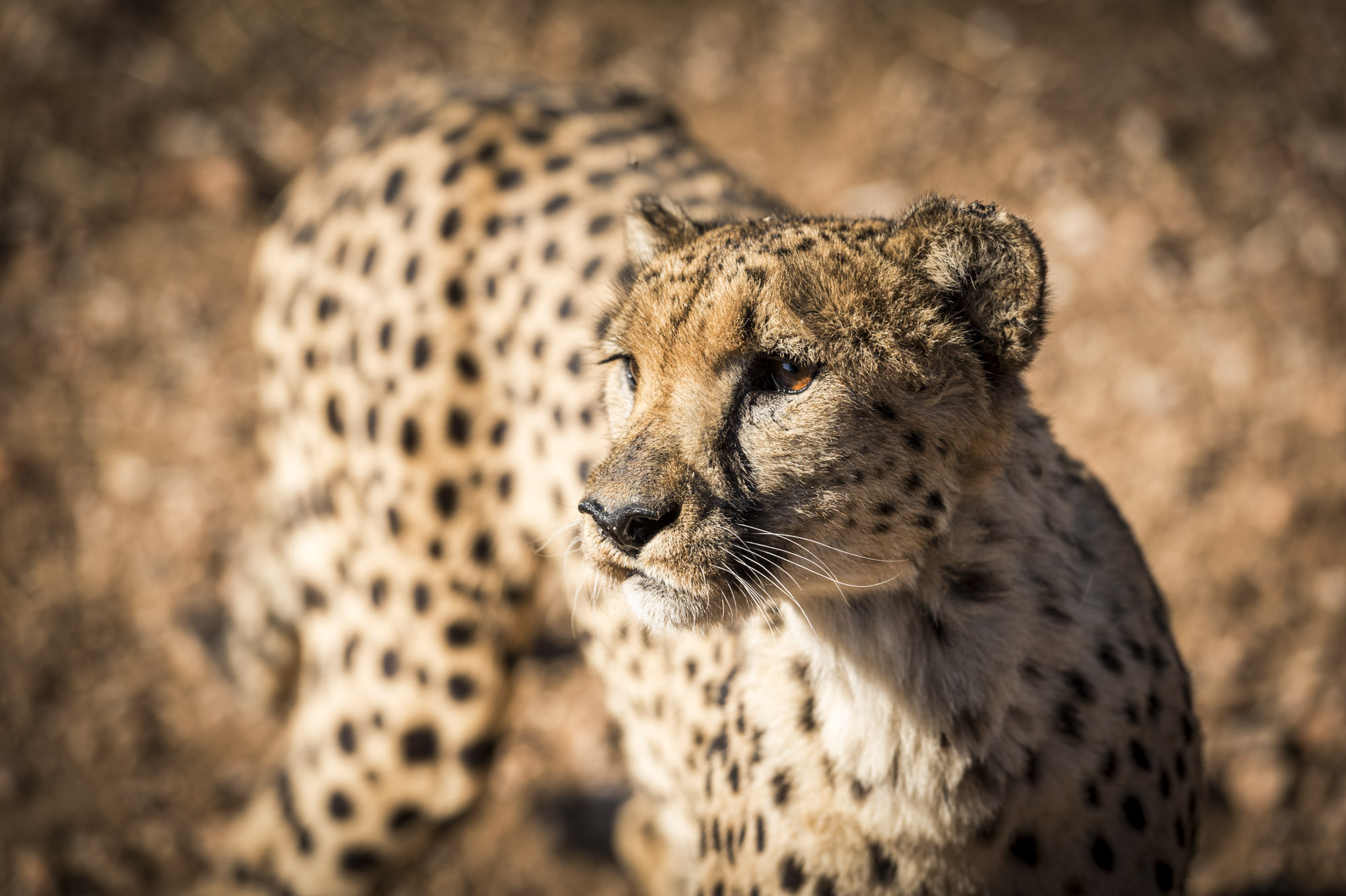 Gepard
