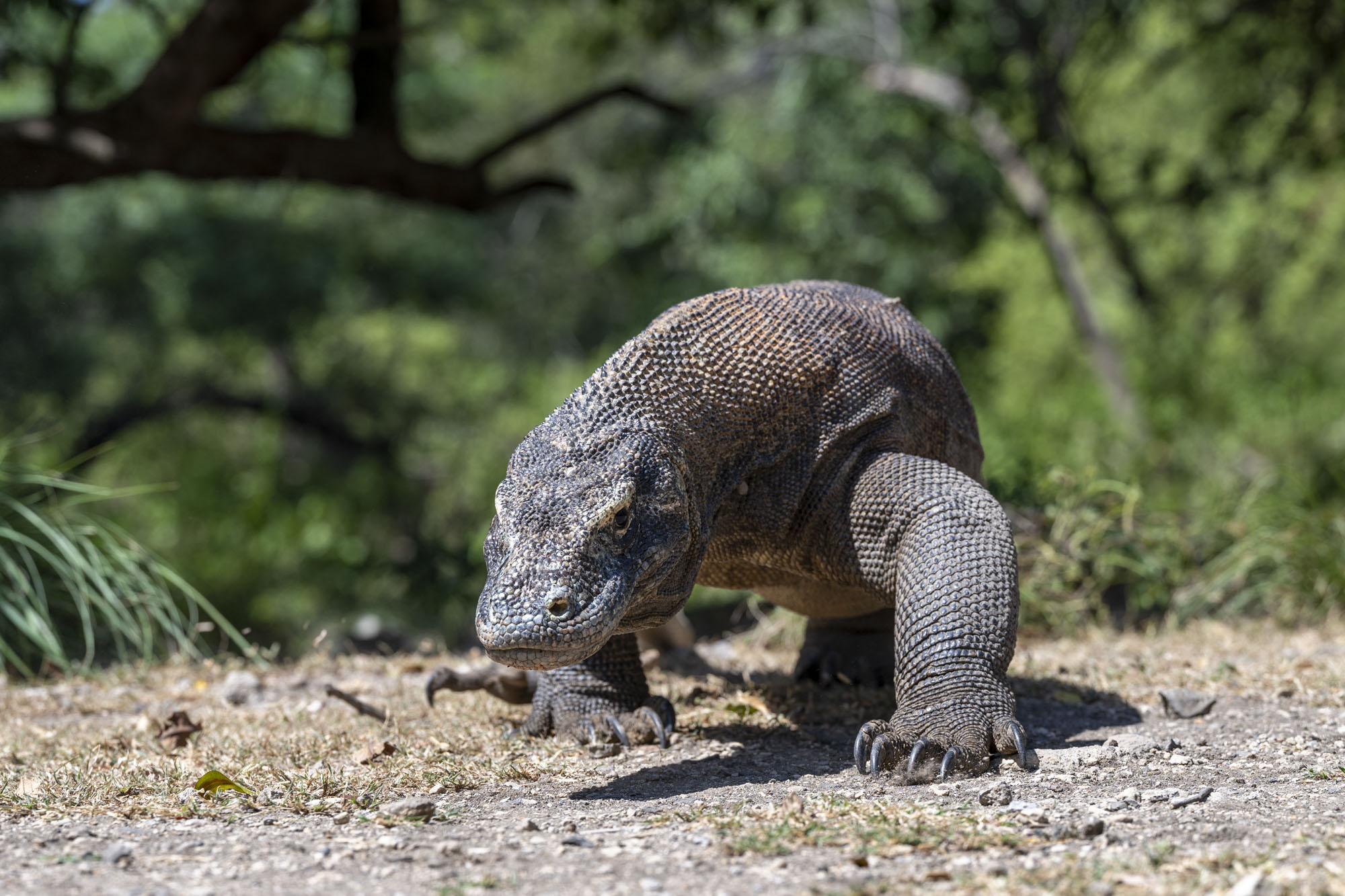 Komodo National Park