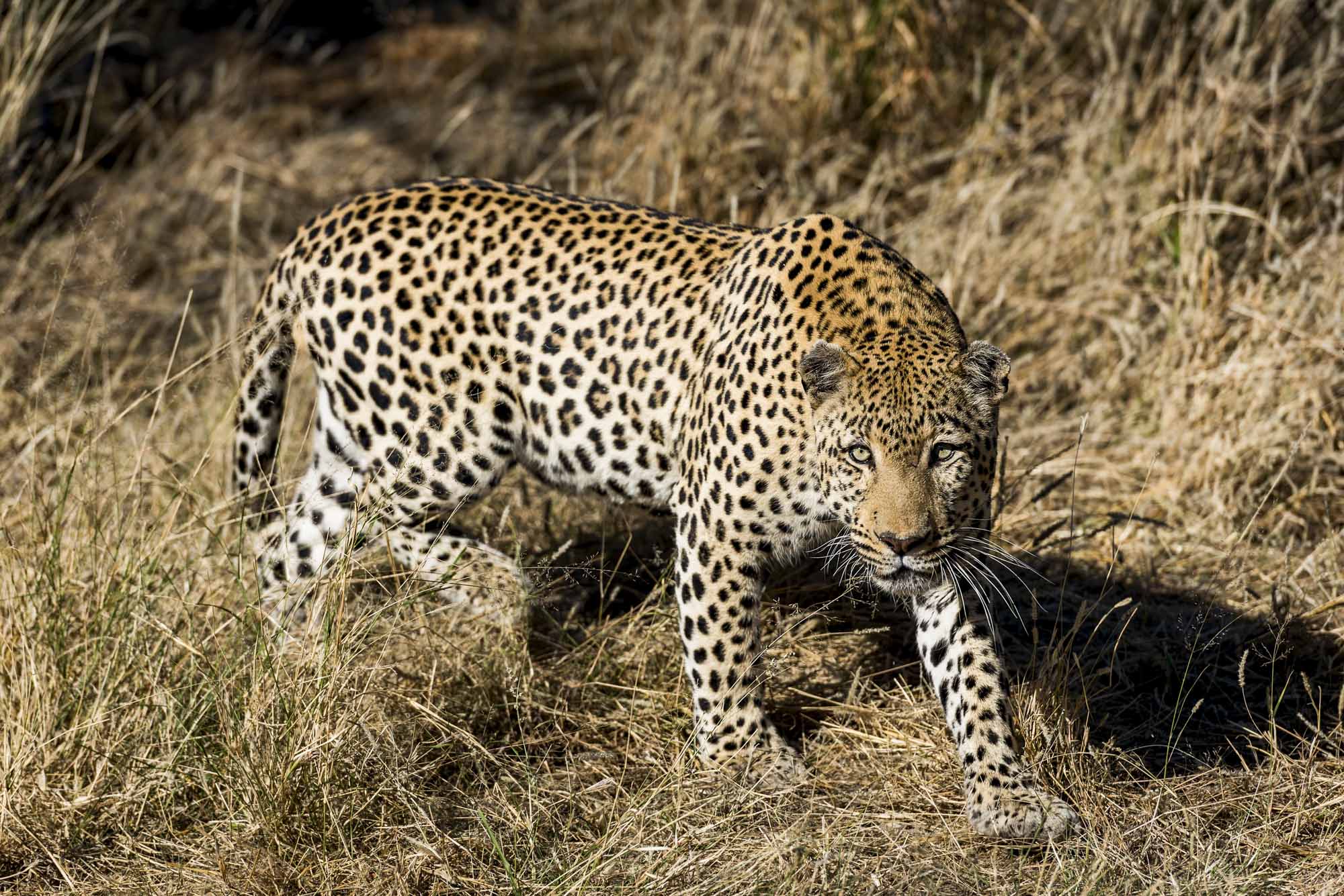 Leopard