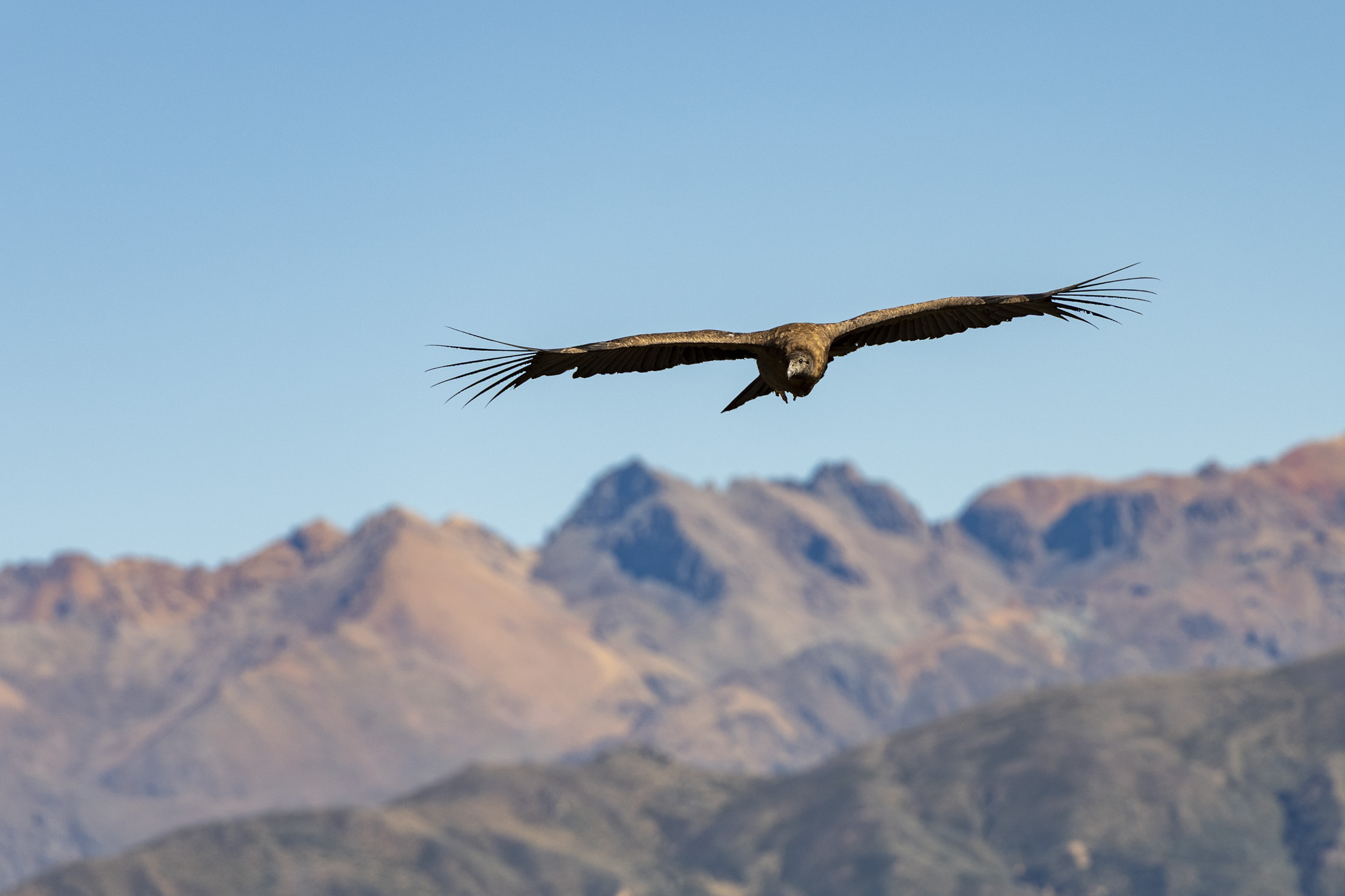 Colca Canyon