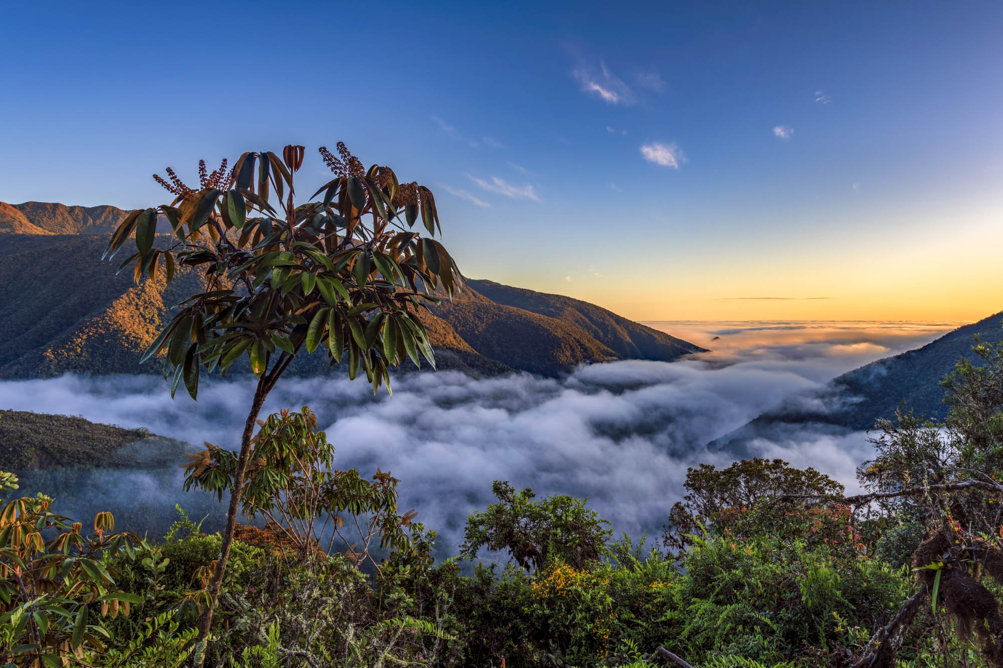 Manu National Park