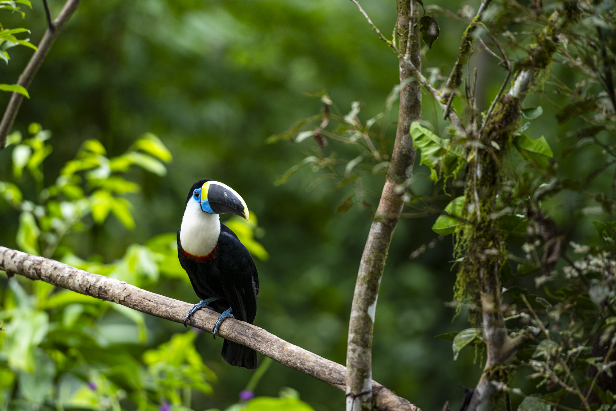 Manu National Park